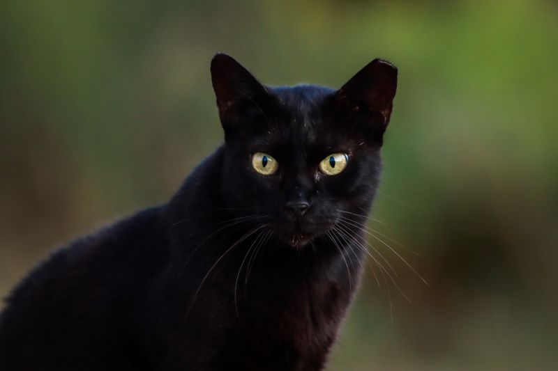 くろすけ（黒猫）