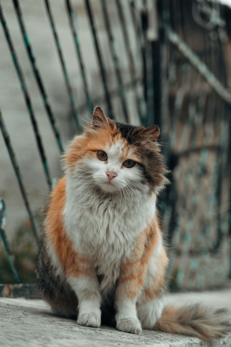 みけ（三毛猫）